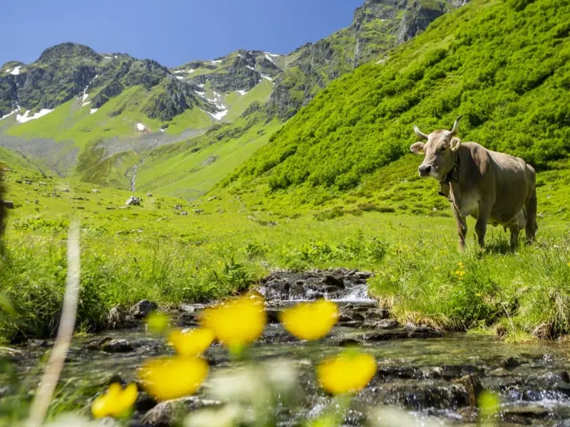 Alpe Nova, bewusstmontafon & Montafon Tourismus, Stefan Kothner