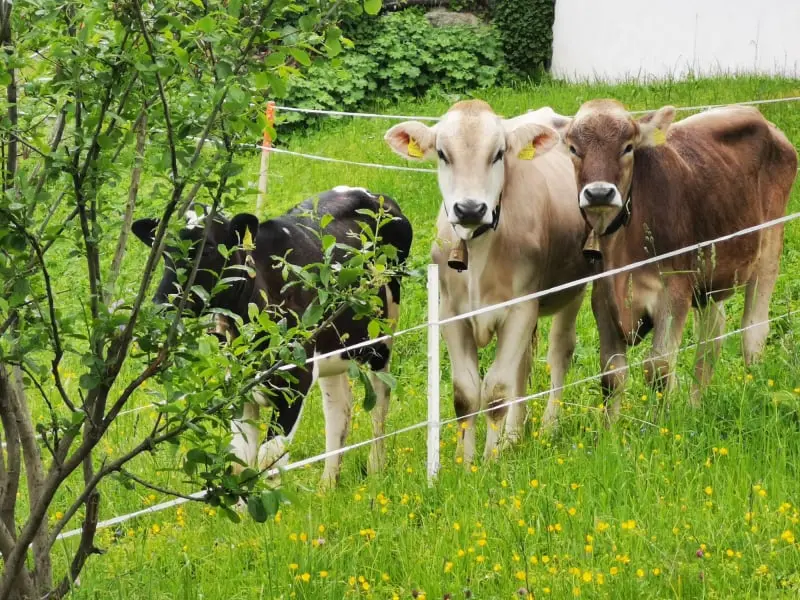 Fröhlich Kälbchen auf Garfrescha (c) Casa Christine, Christine Vergud