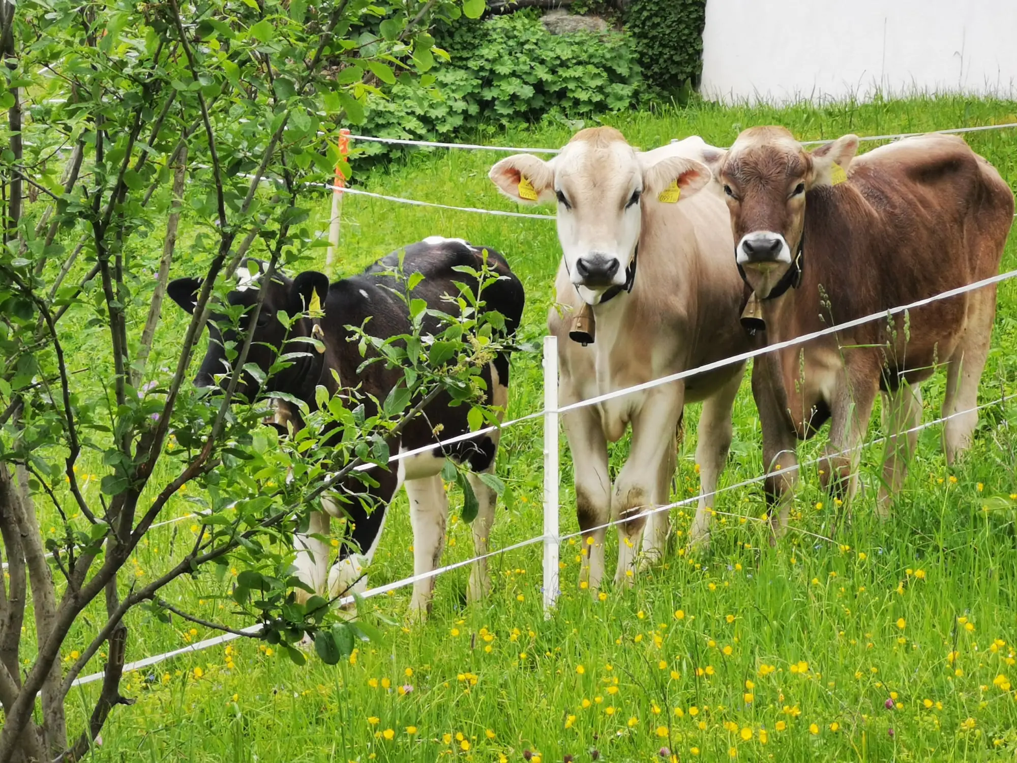 Fröhlich Kälbchen auf Garfrescha (c) Casa Christine, Christine Vergud