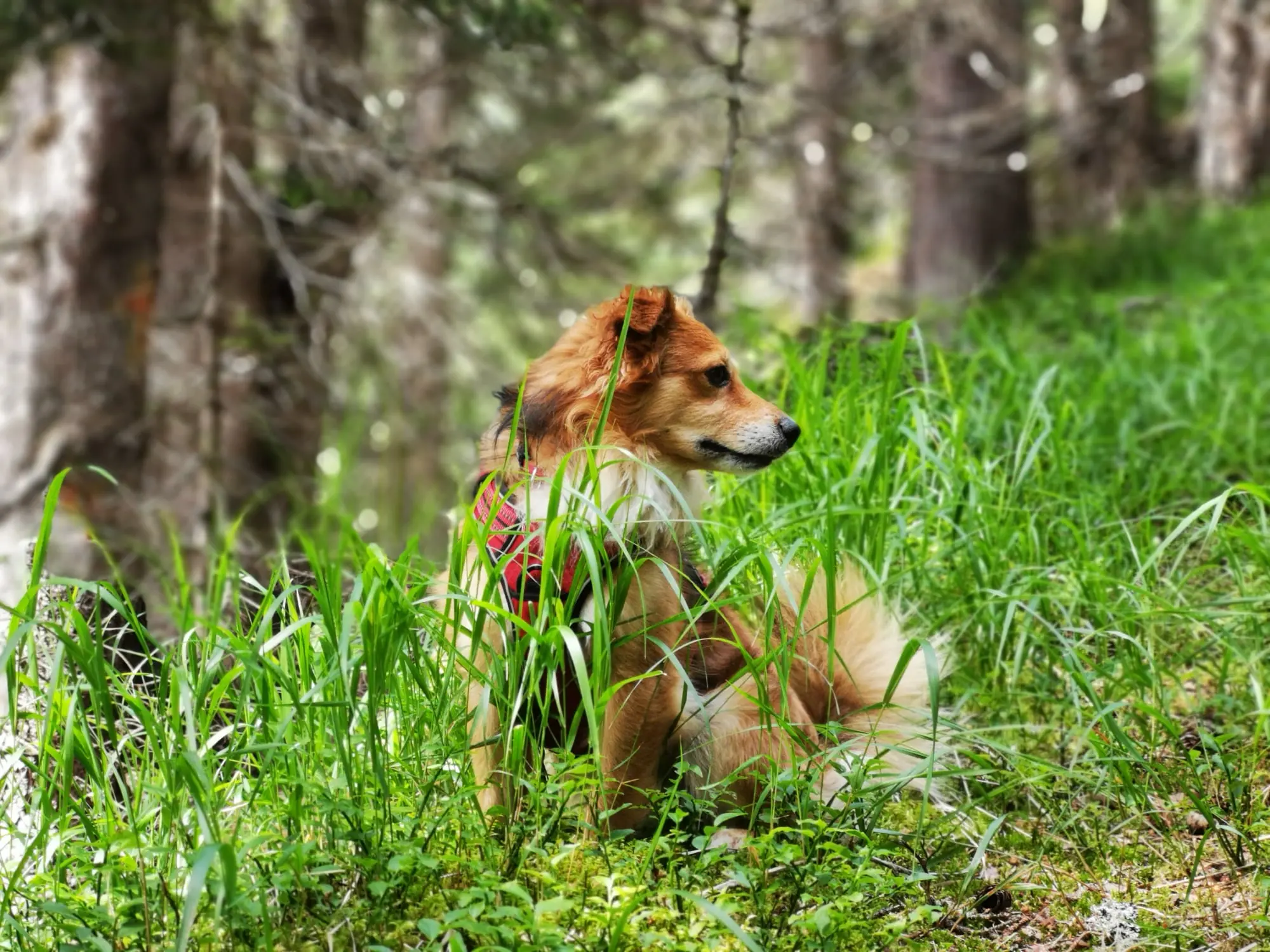 Entspannen mit Hund auf Garfrescha, Casa Christine, Christine Vergud
