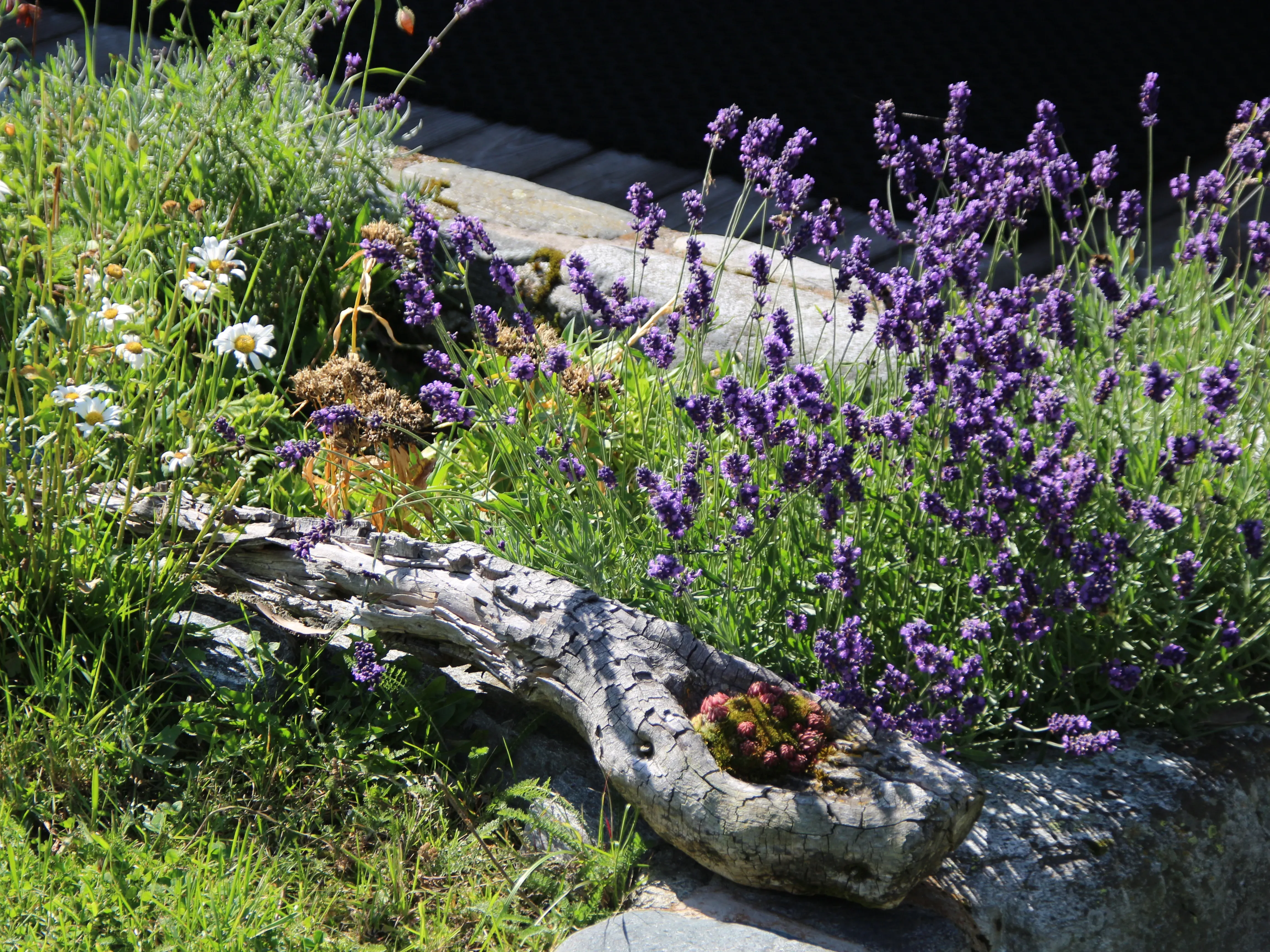 Blütenpracht auf Garfrescha, Casa Christine, Christine Vergud