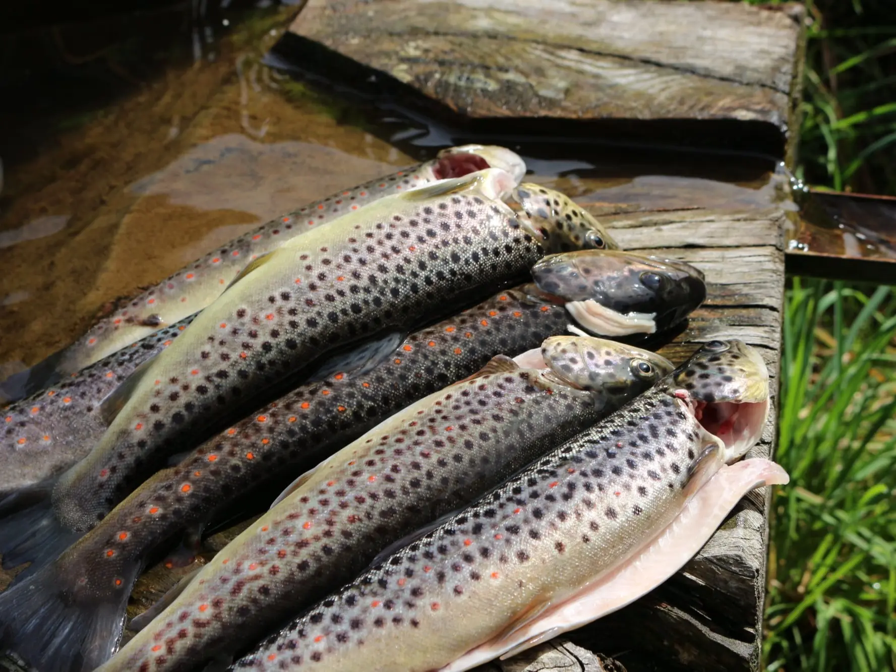 Alpines Fischen Garfrescha, Christine Vergud, Casa Christine